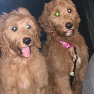 Meet your Posher, Mandi